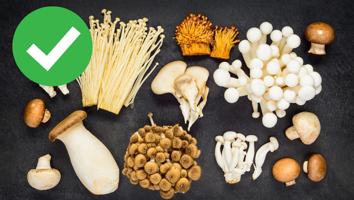 Los hongos que, si los comes todos los días, ayudarán a combatir la depresión